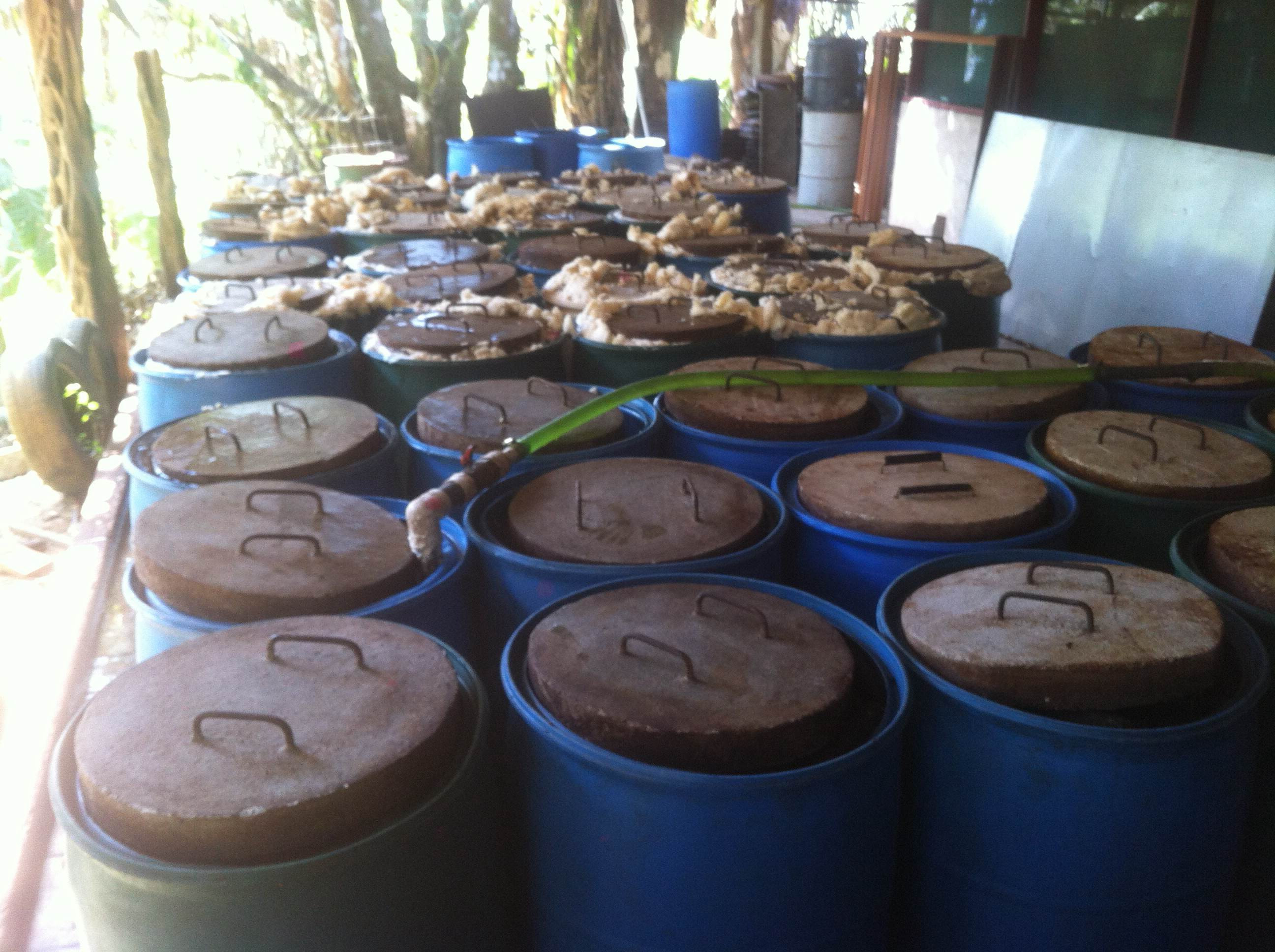 Carao soaking drums