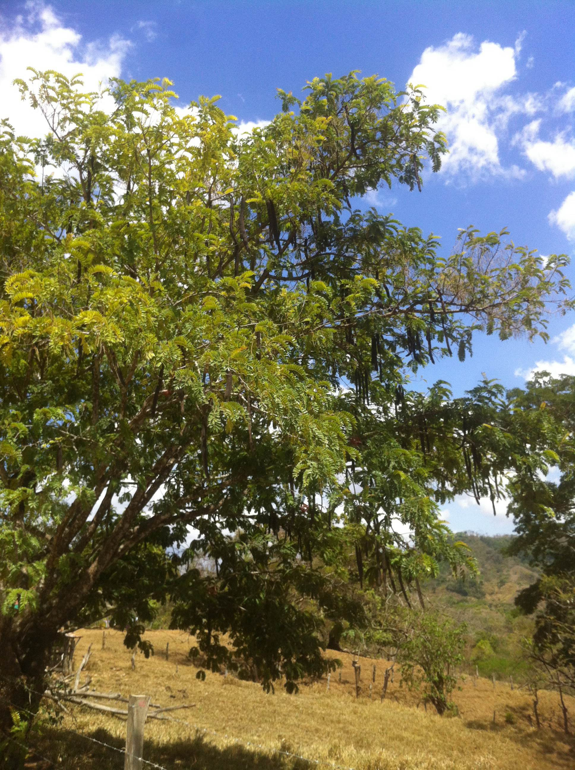 Ripe carao pods