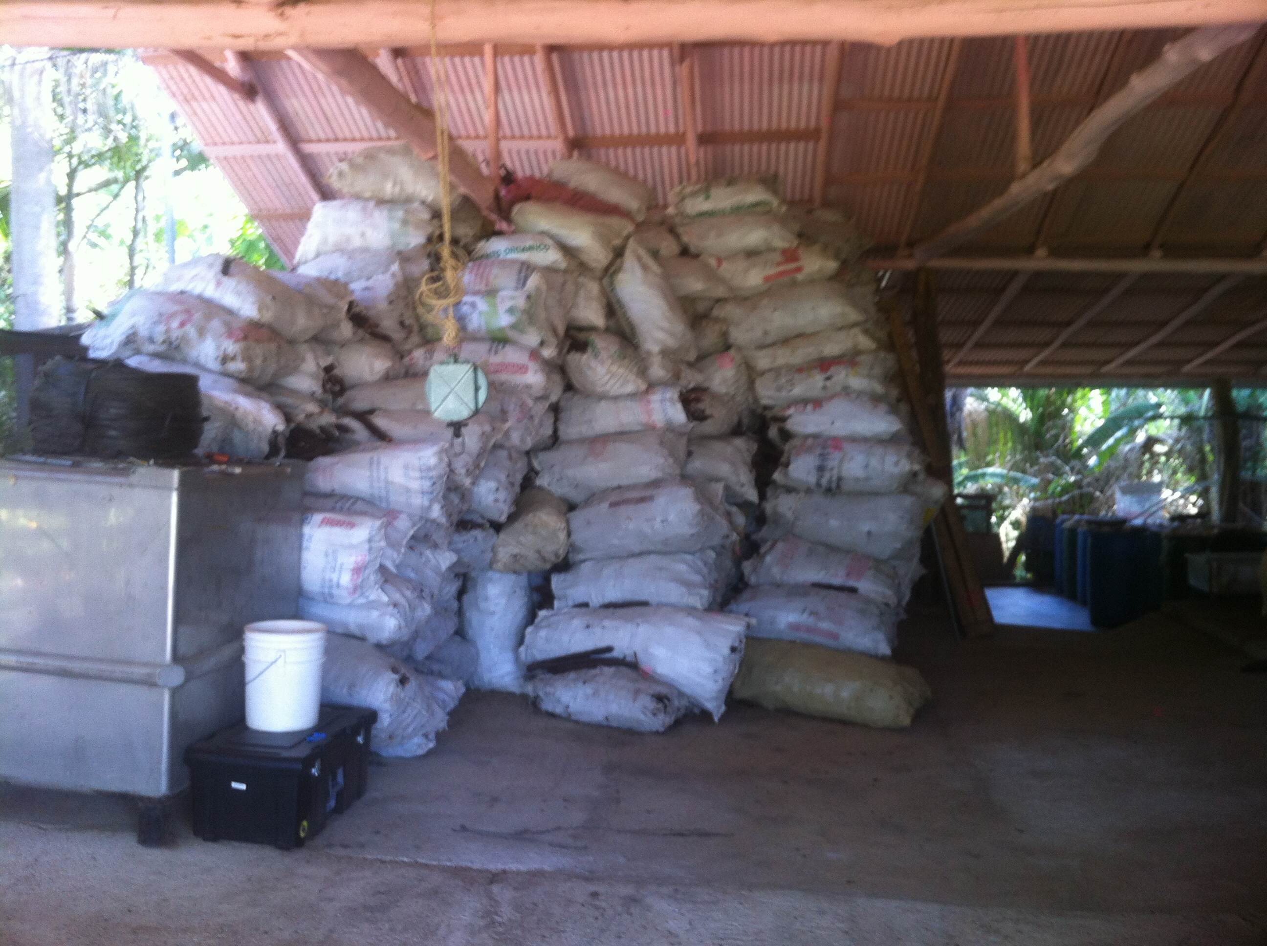 Sacks of carao pods