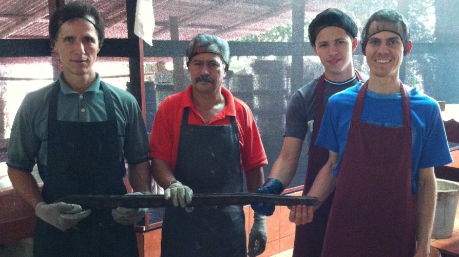 Four carao workers with huge carao pod